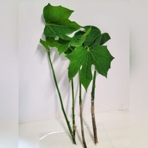 Four Chaya cuttings about 10 inches long with plant food and care sheet.